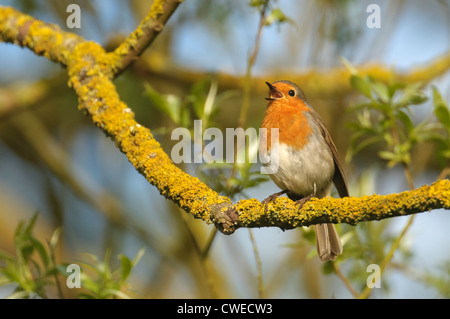 Unione robin (Erithacus rubecula) adulto nel canto in primavera. Cambridgeshire. Maggio. Foto Stock