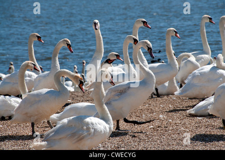 Contro il grano, un cigno indipendenti Foto Stock