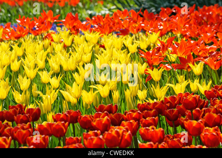 Tulipani misti in giardino Keukenhof Lisse, South Holland, Paesi Bassi Foto Stock