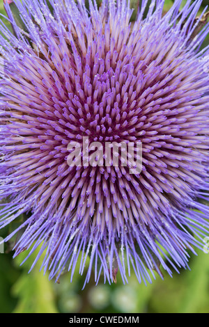 Cynara scolymus, carciofi modello di fiori Foto Stock