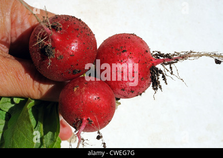 Donna di mano azienda tre appena raccolto Saxa 2 ravanelli, Costa del Sol, provincia di Malaga, Andalusia, Spagna, Europa occidentale. Foto Stock