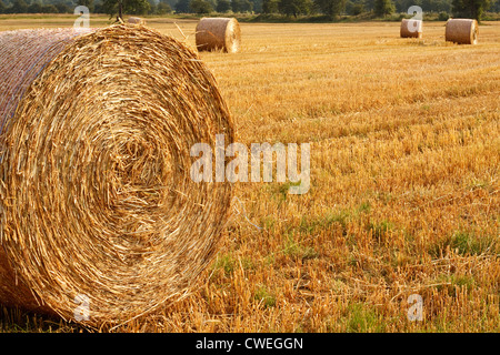 Appena arrotolato golden balle di fieno in agricoltori recentemente raccolto campo agricolo Foto Stock