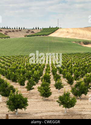 Giovani alberi di arancio piantato in file Foto Stock