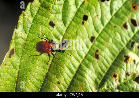 Hazel foglia-curculione rullo (Apoderus coryli) su ontano foglia del Foto Stock