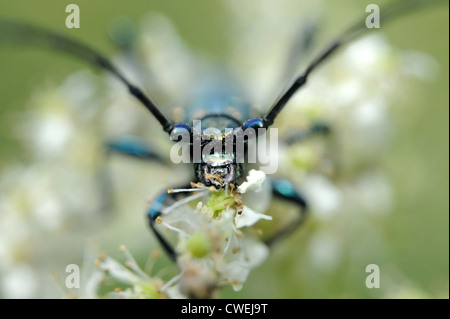 Il muschio beetle (Aromia moschata) sui fiori di olmaria (Filipendula ulmaria) Foto Stock