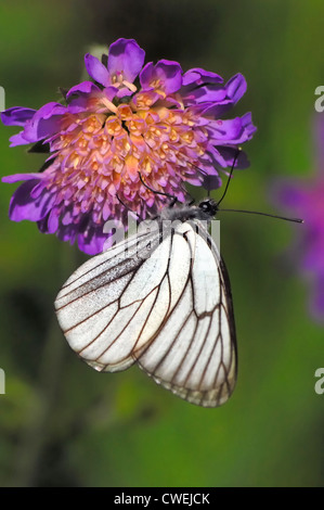 Nero-bianco venato (Aporia crataegi) Foto Stock