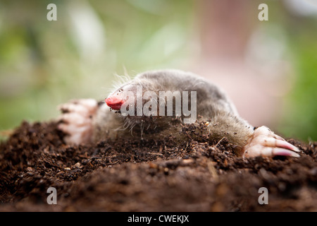 Close up di un europeo mole (Talpa europaea) emergenti da una mole di collina in un giardino Foto Stock