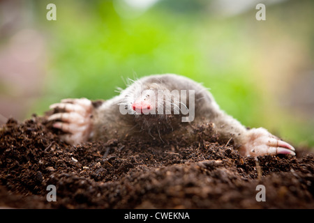 Close up di un europeo mole (Talpa europaea) emergenti da una mole di collina in un giardino Foto Stock