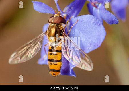 Voce maschile Episyrphus balteatus, o la marmellata di arance hoverfly alimentazione su un fiore di Lobelia. Foto Stock