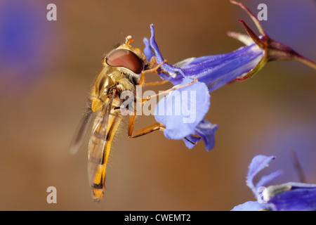 Voce maschile Episyrphus balteatus, o la marmellata di arance hoverfly alimentazione su un fiore di Lobelia. Foto Stock