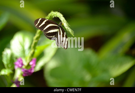 Macro della farfalla Foto Stock