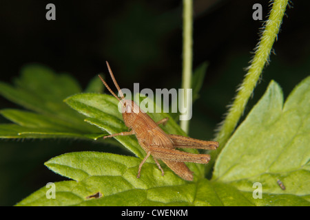 Larva di un campo grasshopper (Chorthippus apricarius) su una foglia Foto Stock