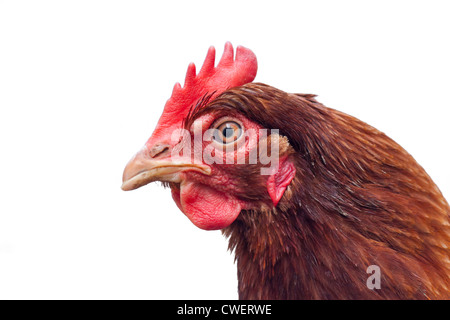 Una testa di galline intaglio su uno sfondo bianco. Foto Stock