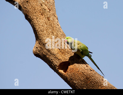 "Rosa-inanellati parrocchetto (Psittacula krameri), noto anche come il parrocchetto Ringnecked, è un Gregario tropicali specie parrocchetto Foto Stock