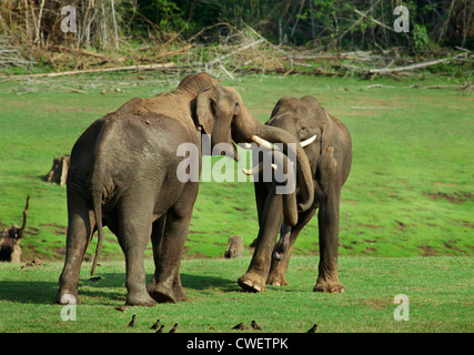 Due coppia Indian bull elefanti sparring con sfondo verde in Kabini, Nagarhole National Park, Karnataka, India Foto Stock
