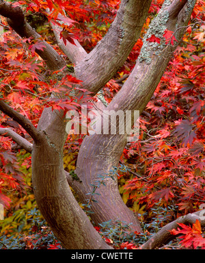 Acer palmatum, Bracklyn giardini, Perth, Perth and Kinross, Scozia. Acero giapponese. Foto Stock