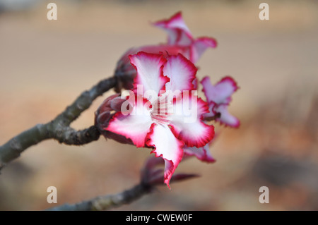Impala lily, un fiore del Sud Africa Foto Stock