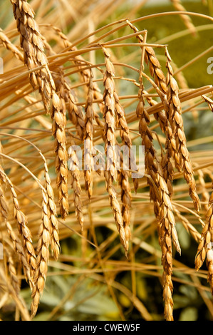 (Spelta Triticum spelta) è una specie di tradizionale di grano usato per essere molto popolare nel medioevo in Europa. Foto Stock