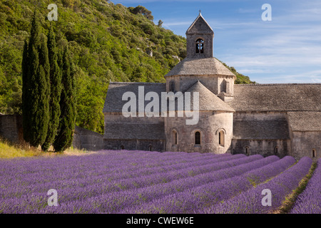 Righe di lavanda che conduce a l'Abbaye de Senanque vicino a Gordes nel Luberon, Provenza Francia Foto Stock