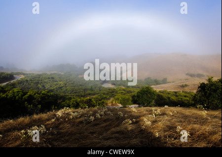 Arco di nebbia al di sopra di un campo di fiori di campo estivo in Santa Cruz Mountains Foto Stock