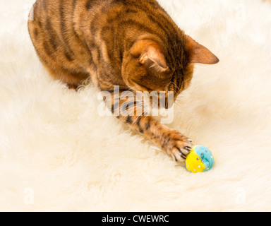 Arancione e marrone bengala Gatto gattino giocando su un tappeto di lana Foto Stock