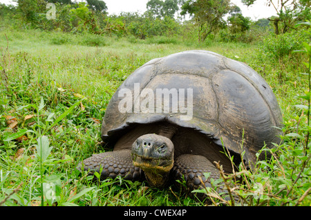 Ecuador, Galapagos. Santa Cruz highlands. In prossimità delle Galapagos selvatici cupola a forma di tartaruga endemica (sub-specie) Foto Stock