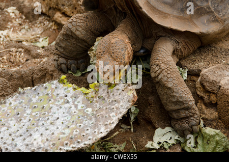 Ecuador, Galapagos, Santa Cruz. Charles Darwin Centro di ricerca. Captive gigantesca tartaruga Galapagos mangiare ficodindia cactus. Foto Stock