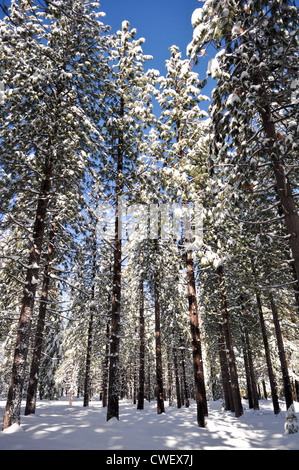 Neve coperto da alberi di pino Foto Stock
