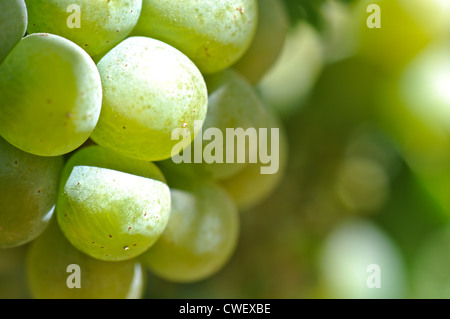 Uva verde vicino fino Foto Stock