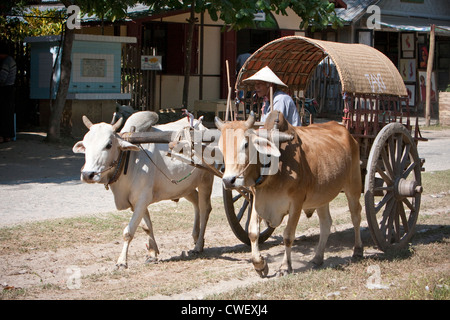 Myanmar Birmania. Mingun, vicino a Mandalay. Ox-disegnato il Taxi. Foto Stock