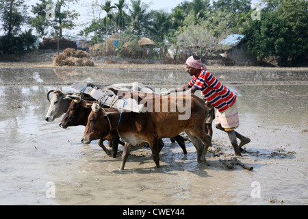 Gli agricoltori aratura in campo agricolo in modo tradizionale in cui un aratro è attaccato ai tori on gennaio 19, 2009 in Gosaba, India. Foto Stock