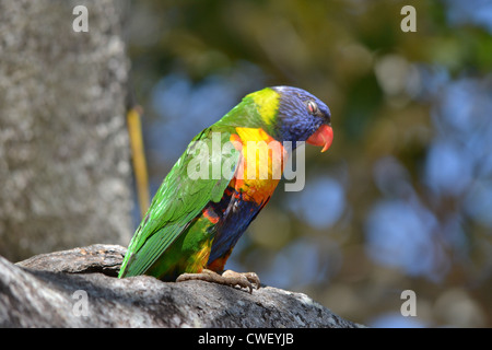 Rainbow Lorikeet, (Trichoglossus haematodus) nido nella struttura ad albero cavo Foto Stock