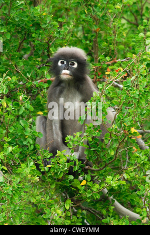 Dusky Langur alimentazione sulle foglie nella foresta pluviale treetops, Thailandia Foto Stock