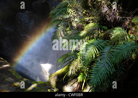 La voragine al Milford Road, Southland, Isola del Sud, Nuova Zelanda Foto Stock