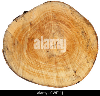 Sezione di tronco di albero isolato su sfondo bianco Foto Stock