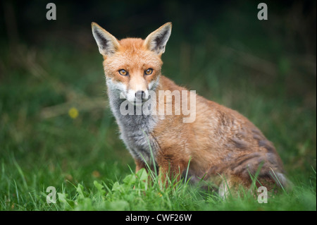 Red Fox (Vulpes vulpes vulpes) Foto Stock
