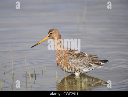 Nero-tailed Godwit wading in acqua Foto Stock