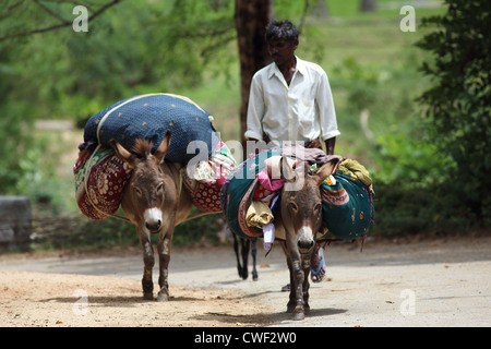 Indiana rurale uomo con carico pesante muli e servizio lavanderia Andhra Pradesh in India del Sud Foto Stock