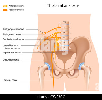 Il plesso lombare Foto Stock