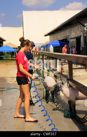 Il lavaggio di ovini, Rockingham County Fair, Harrisonburg, Shenandoah Valley, Virginia, Stati Uniti d'America Foto Stock