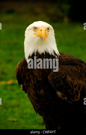 Aquila calva (Haliaeetus leucocephalus) Foto Stock