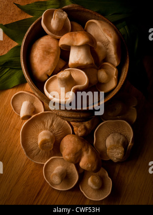 St Georges fungo Calocybe gambosa, con ciotola e ramsons. Un pregiato funghi commestibili, uno dei primi a comparire ogni anno circa 23 aprile. Foto Stock