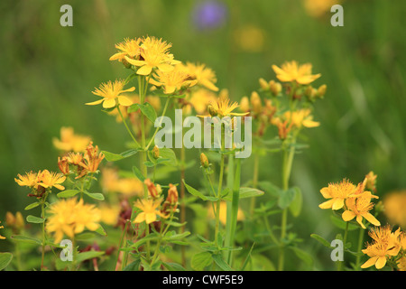 Erba di San Giovanni (Hypericum perforatum). Posizione: Nizke Tatry, Slovacchia. Foto Stock