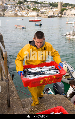 Pescatore sgombri di sbarco delle catture a St ives harbour Cornovaglia Foto Stock