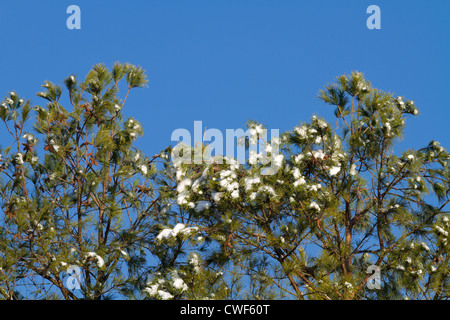 Vista ravvicinata della tettoia sopra di qualche loblolly pine trees ricoperto di ghiaccio e neve dopo una tempesta di neve il giorno prima. Foto Stock