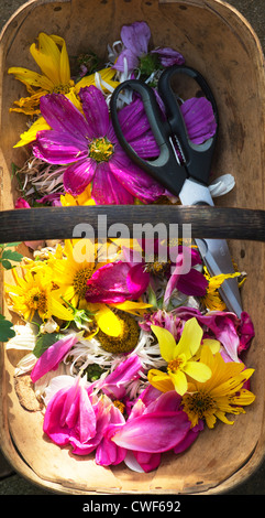 Punto morto fiori con forbici in un trug in legno Foto Stock