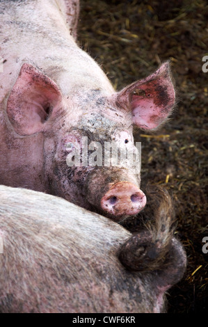 Sporco ma maiale felice che vive in una fattoria biologica con un sacco di sporcizia e di libertà Foto Stock