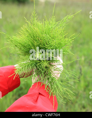 Bouquet di grandi dimensioni dal campo di equiseto medicinali natura outdoor Foto Stock