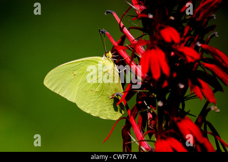Zolfo senza nuvole butterfly (Phoebis sennae) il Cardinale fiore (Lobelia cardinalis) Foto Stock