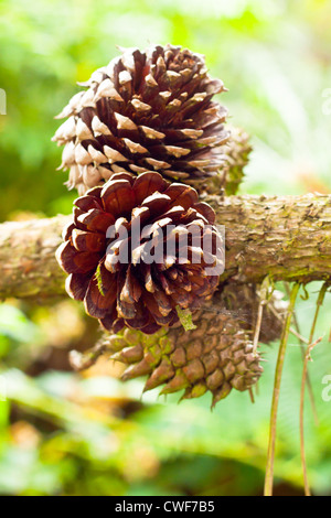 Un mazzetto di pigne che cresce su un ramo di un albero in una foresta Foto Stock